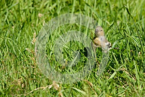 New Zealand Chaffinch