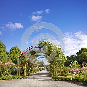 New Zealand Christchurch Hagley Park Rose Garden Summer