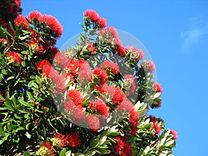 New Zealand Christmas tree