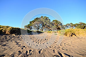 New Zealand Christmas Tree