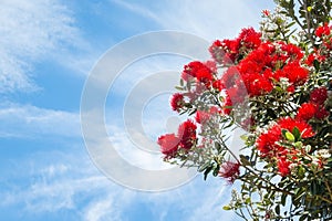 New Zealand Christmas tree in bloom against blue sky with copy space on left