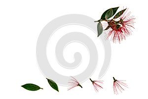 New Zealand Christmas tree flowers isolated on white background