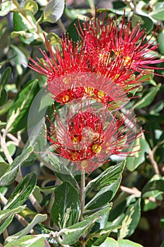 New Zealand Christmas tree Metrosideros excelsa Variegata, red flowers