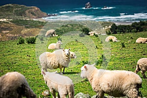 New Zealand coast