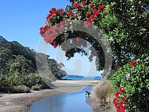 New Zealand coastal pohutukawa photo