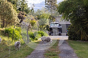 New Zealand country life scene