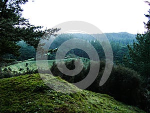 New Zealand Countryside