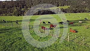 New Zealand Cows At Sunset 4k