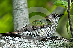 New Zealand Cuckoo