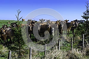 New Zealand Dairy Farming