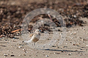 New Zealand dotterel