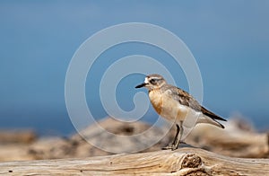 New Zealand dotterel. Northern subspecies adult male photo