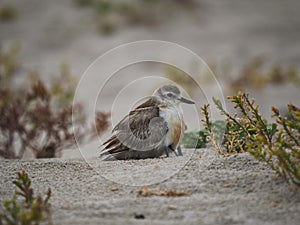 New Zealand dotterel red-breasted plover Charadrius obscurus chick hiding underneath feathers Opoutere beach Coromandel