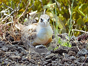 New Zealand Dotterel Sitting on Nest