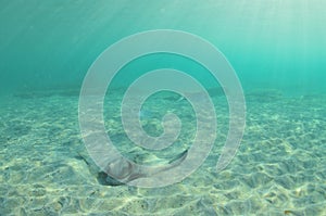 New Zealand Eagle Ray On Sandy Bottom