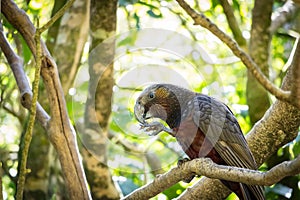 Kaka Eating In Afternoon Sun photo