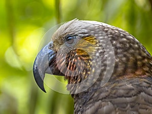 New Zealand endemic Kaka parrot