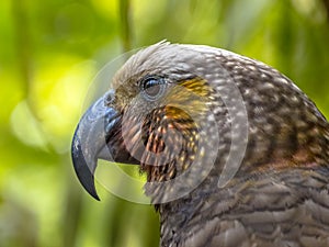 New Zealand endemic Kaka parrot photo