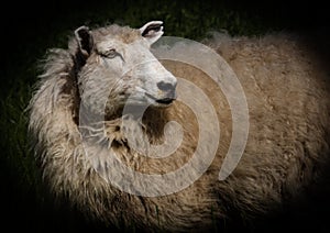 New Zealand ewe sheep