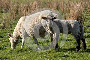 New Zealand ewe sheep and lamb grazing in a paddock