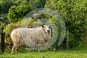 New Zealand ewe sheep unshorn