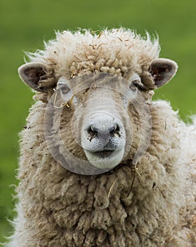 New Zealand Ewe Sheep