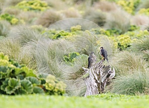 New Zealand Falcon, Falco novaeseelandiae