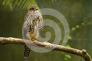 New Zealand Falcon - Falco novaeseelandiae - Karearea bird of prey from New Zealand, also called bush hawk and sparrow hawk