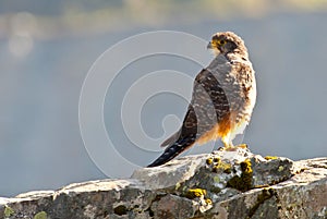 The New Zealand falcon or karearea Falco.
