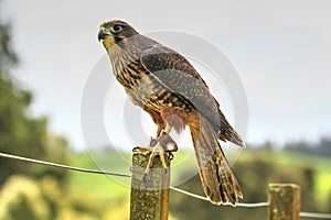 New Zealand falcon perching on a fence post