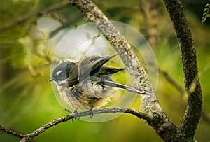 New Zealand Fantail