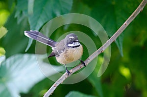 New Zealand Fantail photo