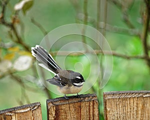 The New Zealand fantail is a small insectivorous bird