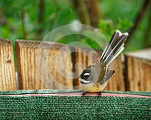 The New Zealand fantail is a small insectivorous bird