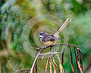 The New Zealand fantail is a small insectivorous bird