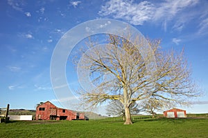 New Zealand Farm photo