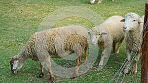 New Zealand farm sheep lambs, wildlife