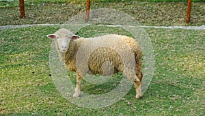 New Zealand farm sheep lambs, wildlife