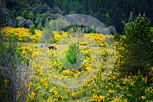 New Zealand, farmer with tractor road to Lake Rotoroa