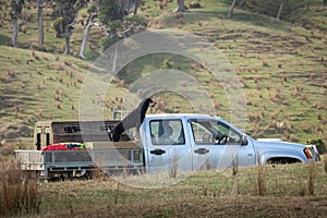New Zealand farming scene, heading dog on back of utility vehicle