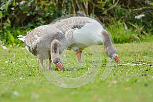 New Zealand feral geese