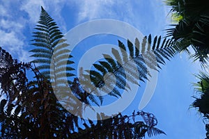 New Zealand fern