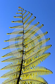 New Zealand fern against blue sky