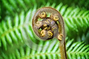 New Zealand fern koru