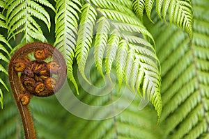 New Zealand fern koru