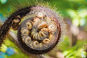 Nuovo felce erbacce spirale 