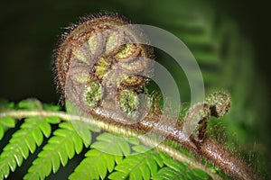 New Zealand fern koru unfurling