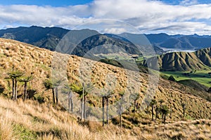 New Zealand fern trees growing on Kaituna ranges near Havelock town in Marlborough region, New Zealand