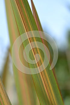 New Zealand flax