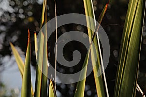 New Zealand flax with bokeh background.